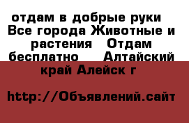 отдам в добрые руки - Все города Животные и растения » Отдам бесплатно   . Алтайский край,Алейск г.